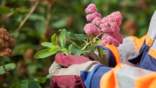 A person at work holds a flower in their hands, wearing work gloves, member of Trade Union JHL.